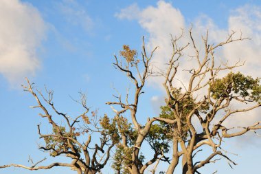 Ormandaki ağaç dalları 