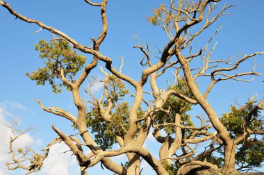 Ormandaki ağaç dalları 