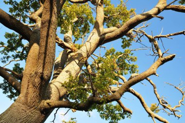 Ormandaki ağaç dalları 