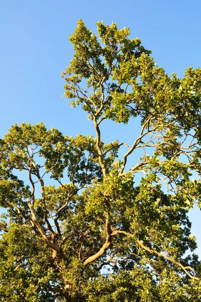 Ramos Árvores Floresta — Fotografia de Stock