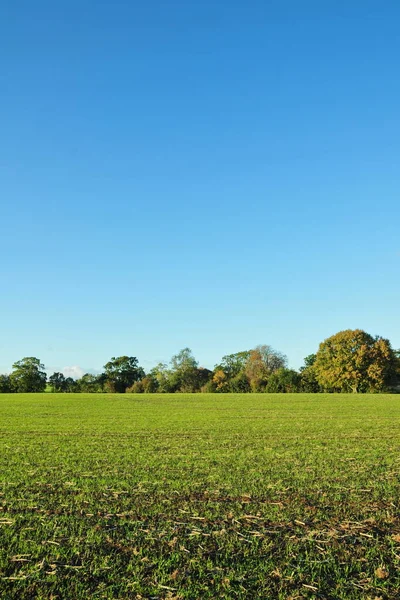 Szenische Ansicht Von Eichen Die Einem Grünen Feld Stehen — Stockfoto