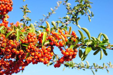 Mavi gökyüzüne karşı ağaçta kırmızı meyveler