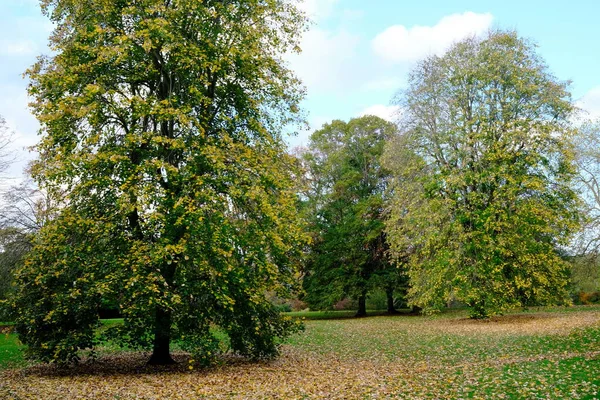 Beautiful Autumn Landscape Trees Green Leaves — Stock Photo, Image