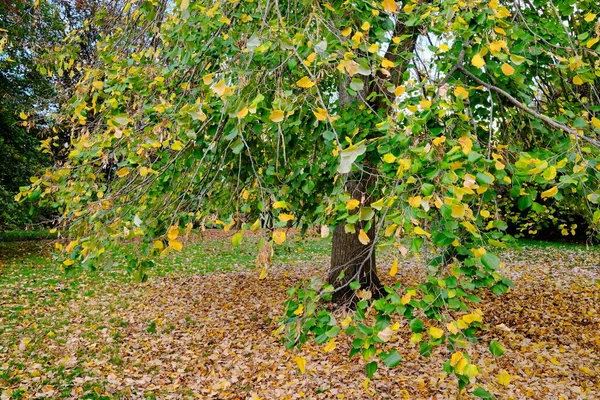 Podzimní Les Žluté Stromy — Stock fotografie