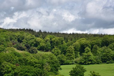 Ormanın güzel manzarası