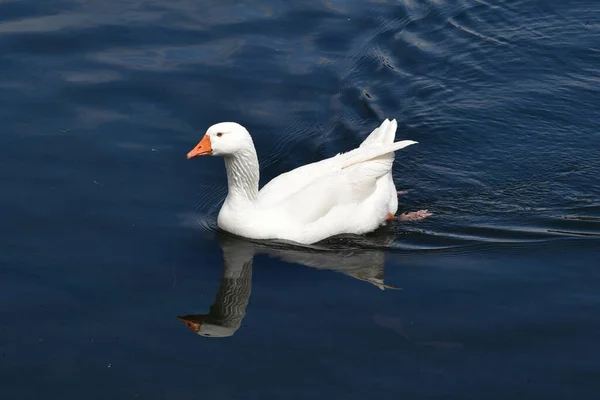 White Goose Swimming Water — Stock Photo, Image