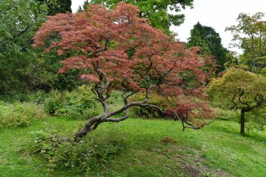Parkta bir ağacı olan güzel bir manzara.