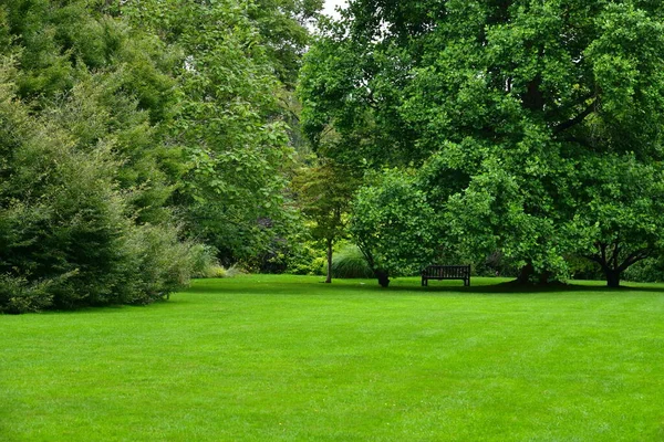 Πράσινο Γκαζόν Δέντρα Στο Πάρκο — Φωτογραφία Αρχείου