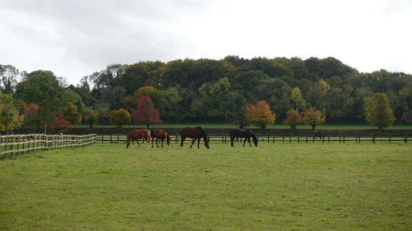 Живописный Вид Чистокровных Лошадей Пасущихся Зеленом Поле Сельской Англии — стоковое фото