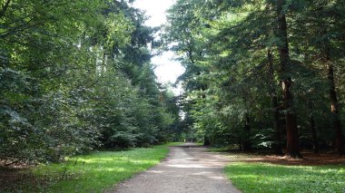 Ormanın güzel manzarası