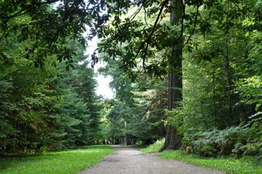 beautiful green forest with trees and a path