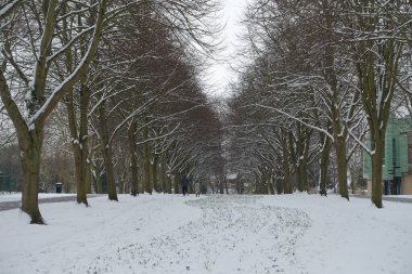 Karla kaplı ağaçlarla kaplı kış manzarası