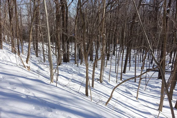 stock image winter landscape with snow covered trees