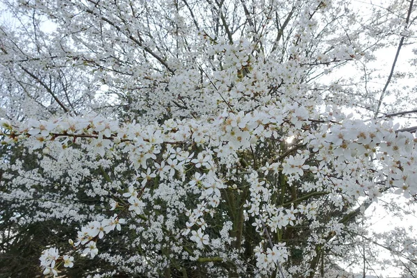 Красивые Весенние Цветы Парке — стоковое фото