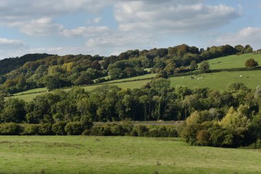 Yeşil çayırı olan güzel bir manzara.  