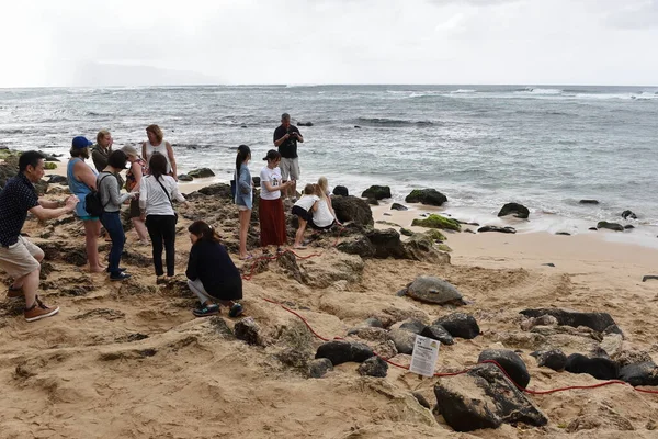 Turistas Reúnen Para Ver Tortugas Playa Laniakea Noviembre 2016 Hawaii — Foto de Stock