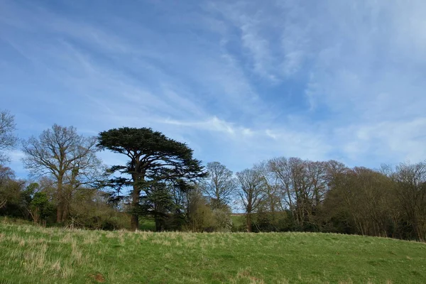 Piękny Krajobraz Drzewami Błękitnym Niebem — Zdjęcie stockowe
