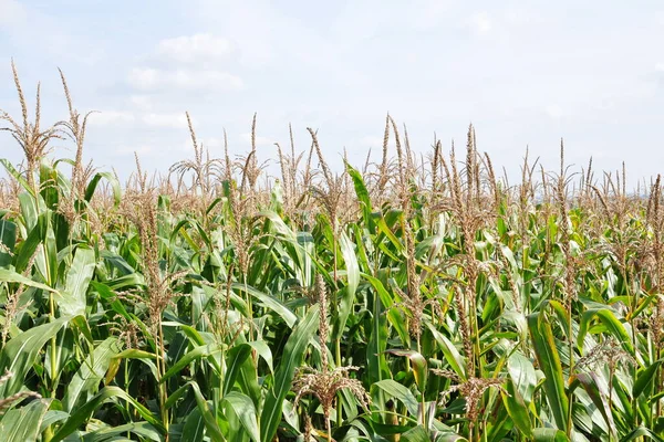 Green Corn Field Countryside — Stock Photo, Image