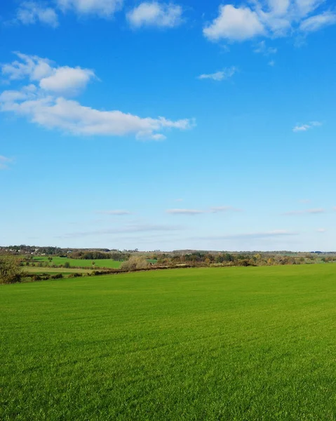 Malowniczy Widok Bujne Zielone Pole Żywym Błękitnym Niebem Nad — Zdjęcie stockowe