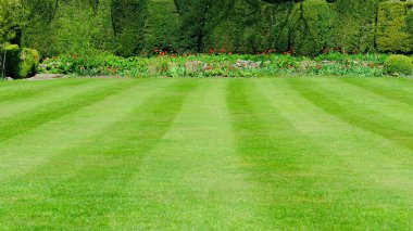 Yeni biçilmiş çimleri ve yeşil yapraklı bitkileri olan güzel bir İngiliz tarzı bahçe manzarası.