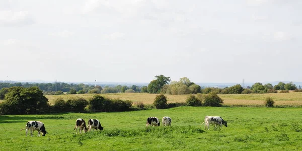 茂密的绿地里牛的景致 — 图库照片