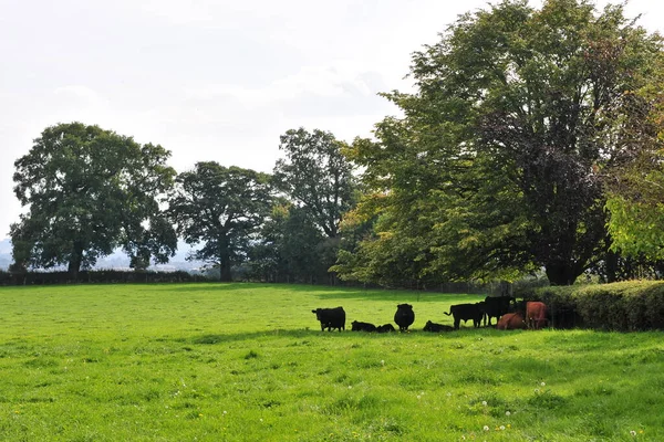 Scenic View Cattle Lush Green Field — Stock Photo, Image