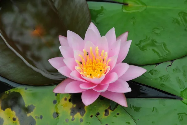 Close View Beautiful Lotus Flower Garden Pond — Stock Photo, Image