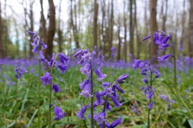 BlueBell çiçeklerinin ormandaki manzarası 