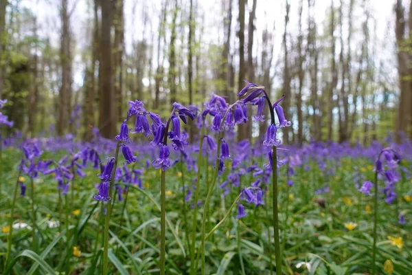 Scenic View Bluebell Flowers Forest — Stock Photo, Image