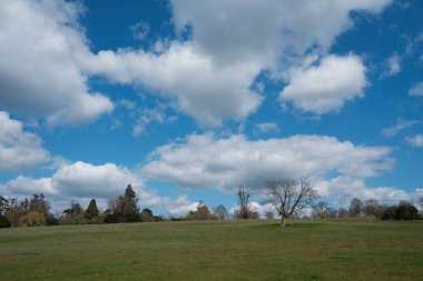 Ağaçları ve mavi gökyüzü olan güzel bir manzara.