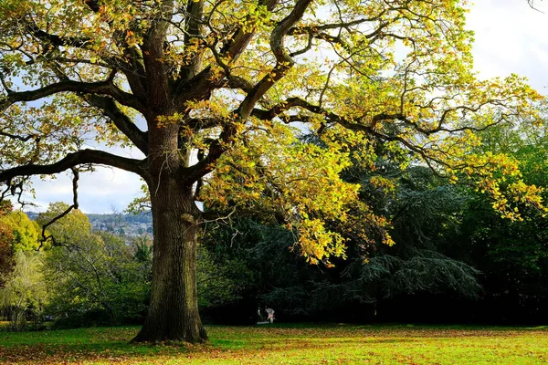 木や葉のある秋の風景 — ストック写真
