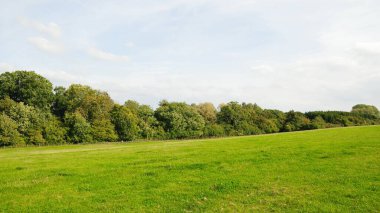 Parktaki yeşil çimenler ve ağaçlar