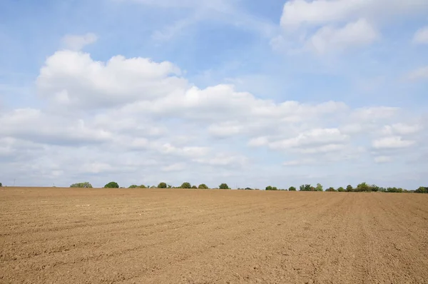 Ein Weizenfeld Auf Dem Land — Stockfoto