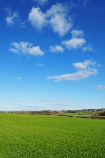 Зеленое Поле Голубое Небо — стоковое фото