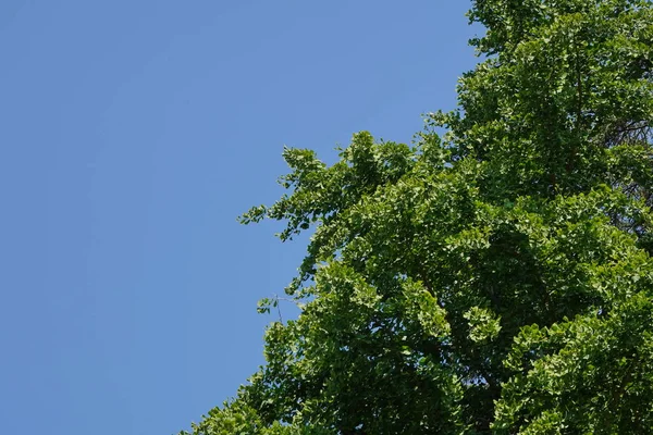Folhas Verdes Uma Árvore — Fotografia de Stock