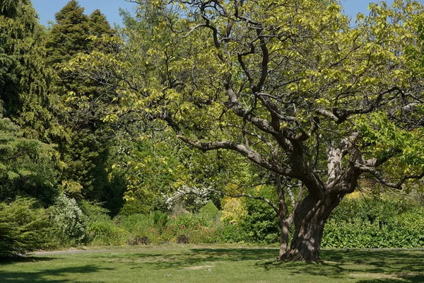Gröna Träd Parken Vår Tid Solig Dag — Stockfoto