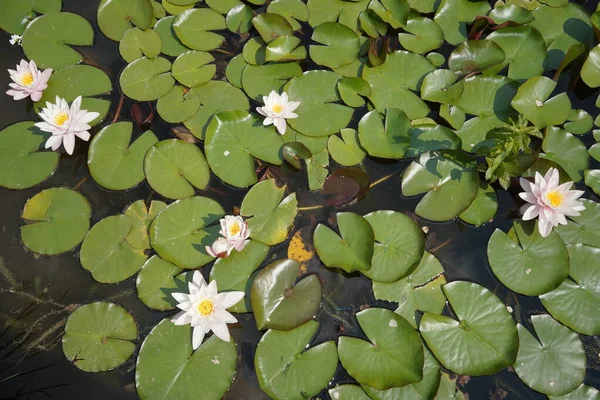 Close View Garden Pond Lotus Flowers Lily Pads — Stock Photo, Image