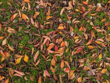çimenlerin üzerinde düşen sonbahar yaprakları
