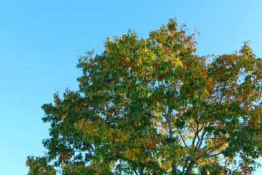 Sonbaharda mavi gökyüzüne karşı ağaç