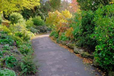 Güzel yeşil bir park bahçesindeki yapraklı bir yolun manzarası.