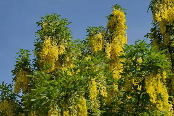 Vista Uma Árvore Laburnum Com Belas Flores Amarelas Flor — Fotografia de Stock