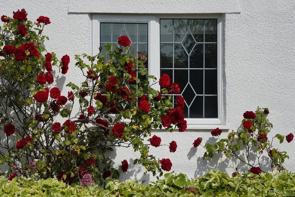 View Cottage House Red Rose Flowers — Stock Photo, Image