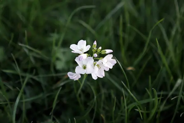 Bahçede Büyüyen Güzel Beyaz Çiçeklerin Yakın Görüntüsü — Stok fotoğraf