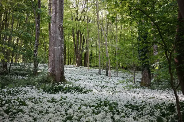 Naturskön Utsikt Över Grön Skog Med Vita Blommor — Stockfoto