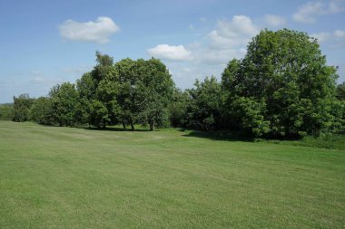 Yaz günü yeşil ağaçlar ve çalılar 