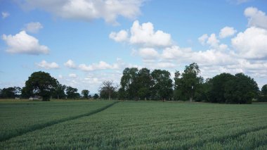 Uçsuz bucaksız, yemyeşil bir çiftlik arazisinin manzarası ve bir yaz günü mavi bulutlu gökyüzü.