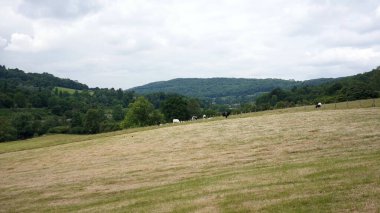 İngiltere 'nin Wiltshire kırsalında güneşli bir yaz gününde yeşil bir tarlada otlayan koyun ve kuzuların manzarası