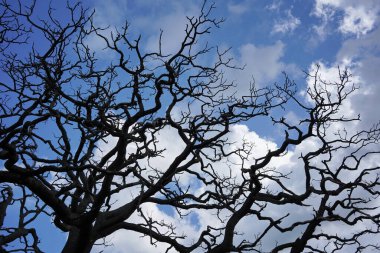 Silhouette view of oak tree branches against a blue sky