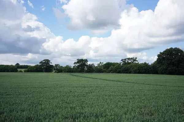 Landschappelijk Uitzicht Een Open Weelderig Groen Boerenveld Blauwe Bewolkte Lucht — Stockfoto