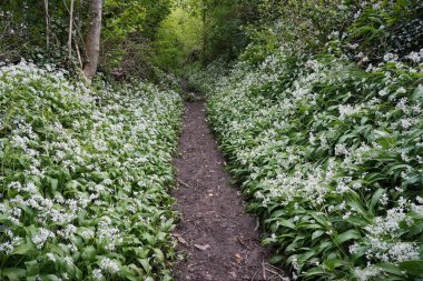 Yazın yemyeşil yapraklı ormanda tek bir toprak patika manzarası.